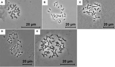 Cryptic invasion suggested by a cytogeographic analysis of the halophytic Puccinellia distans complex (Poaceae) in Central Europe